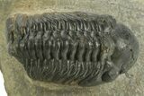 Detailed Reedops Trilobite - Atchana, Morocco #376977-3